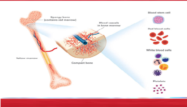 Kemik İliği nedir?